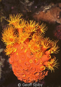 cup coral cluster by Geoff Spiby 